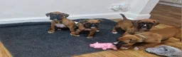 Boxer dogs for sale: KC reg Boxer Puppies (Ready 2nd March) - Advert 3