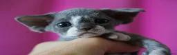 Devon Rex cats for sale: ❤️ Pure Line Devon Rex Kittens Available ❤️ - Advert 24