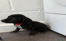 Mixed Breed dogs for sale: 6 beautiful jack russle cross cocker spaniels  - Image 5