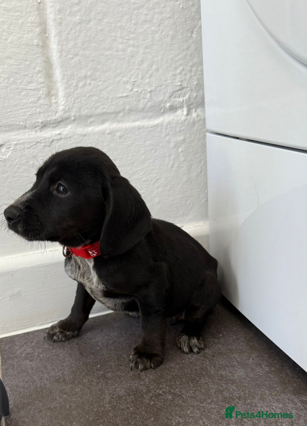 Mixed Breed dogs for sale: 6 beautiful jack russle cross cocker spaniels  - Image 5
