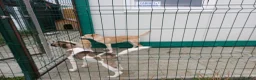 Mixed Breed dogs for adoption: 💔 GISELLE - A Lovely Girl for a Loving HOME ❤️ in Nottingham - Advert 38