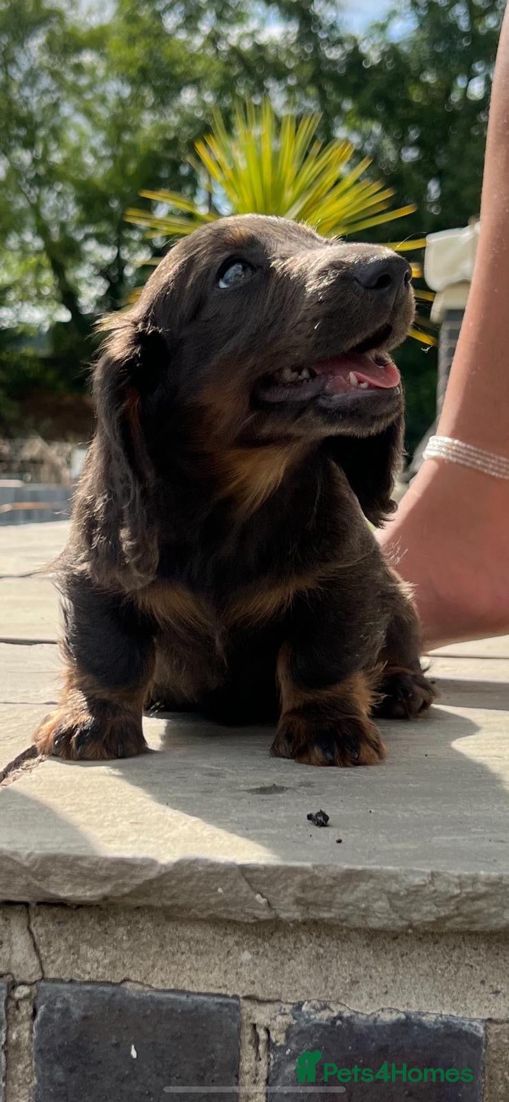 Dachshund dogs Dachshund puppies  - Advert 19