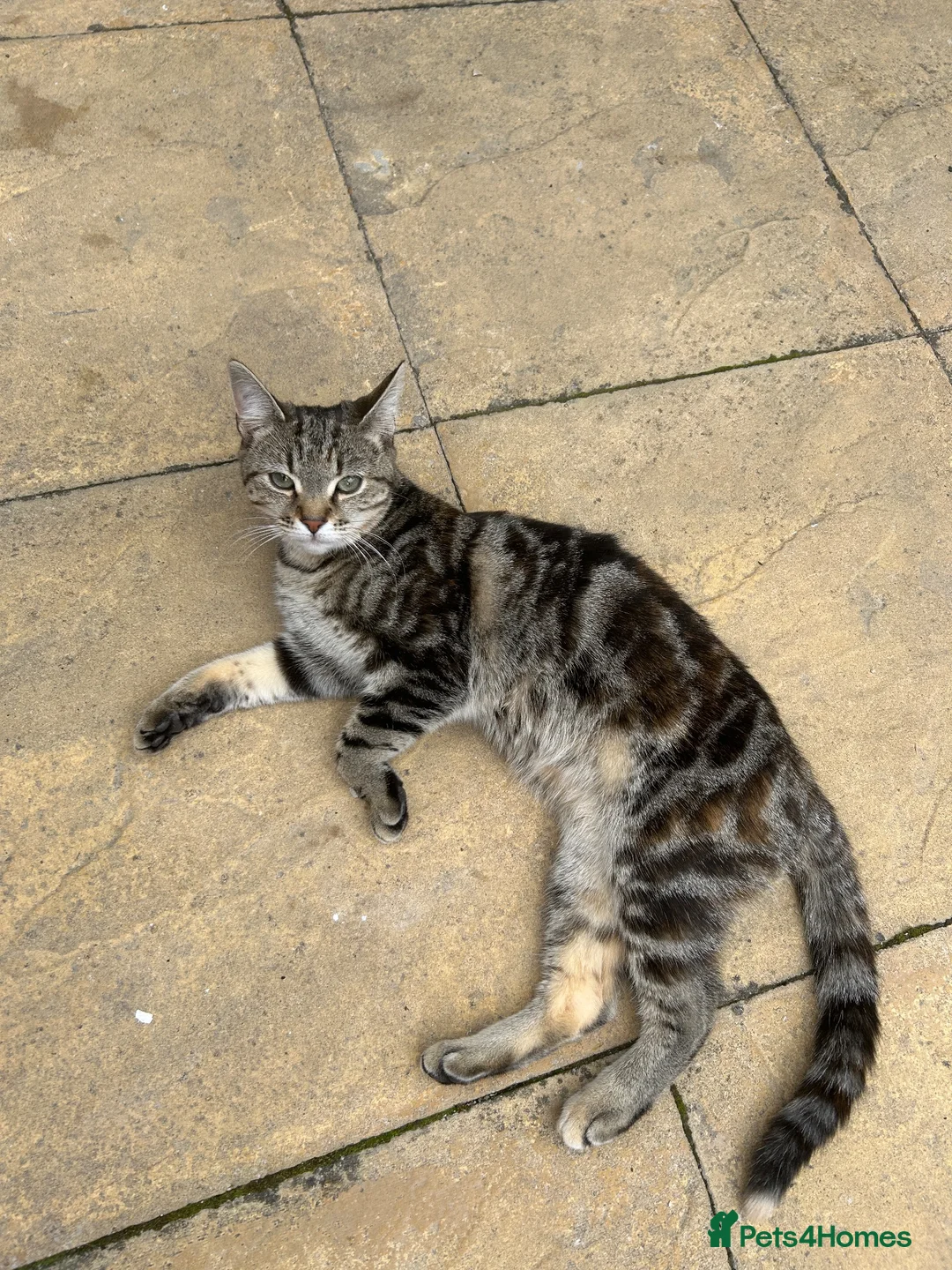 Mixed Breed cats for sale: BSH × Ragdoll female in Leeds - Advert 1