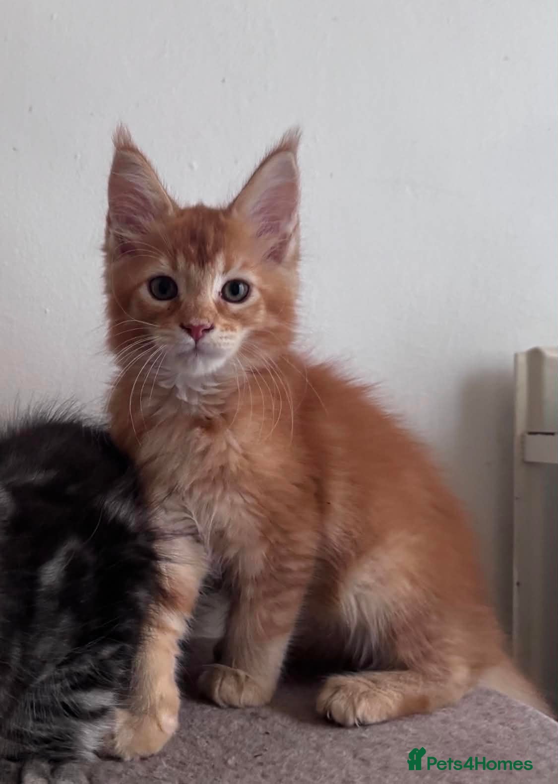 Maine Coon cats Maine Coon active kittens  - Advert 13