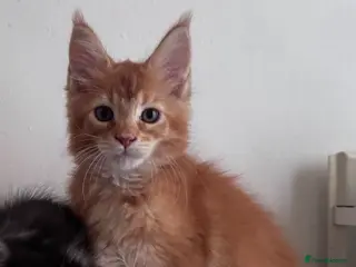 Maine Coon cats Maine Coon active kittens - Advert 4