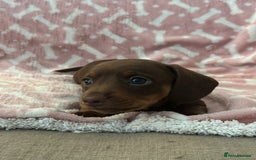 Miniature Dachshund dogs for sale: Miniature Dachshunds  - Image 8