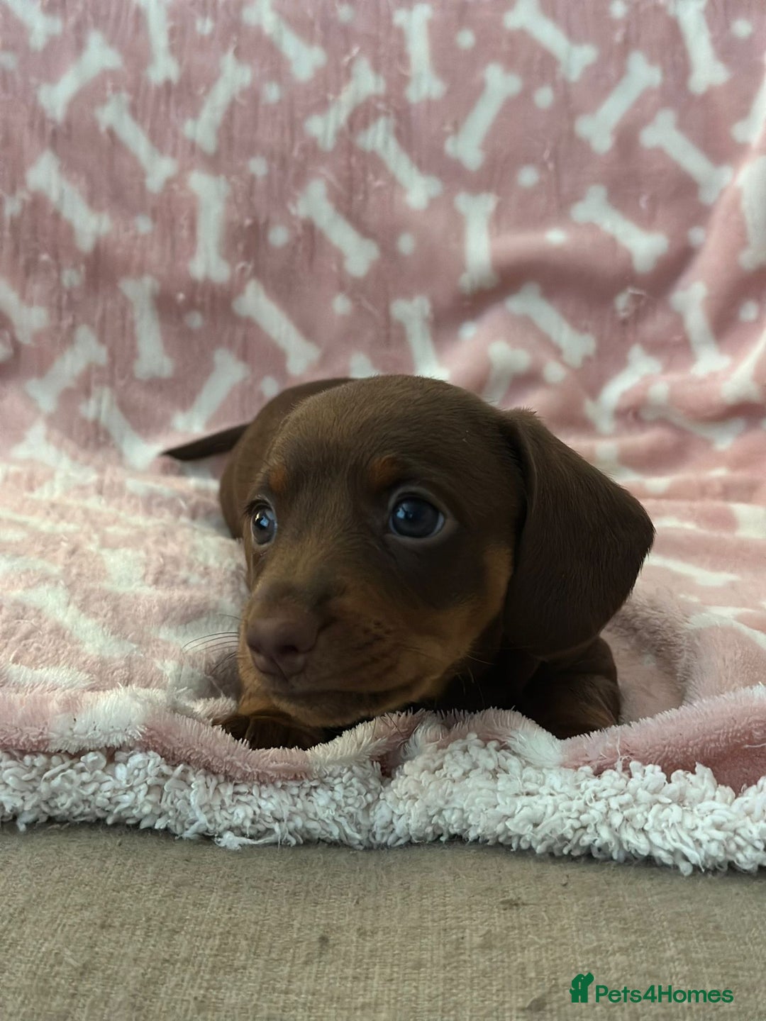 Miniature Dachshund dogs for sale: Miniature Dachshunds  - Image 8