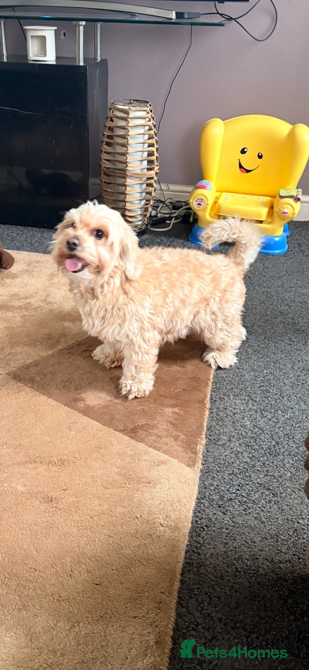 Cockapoo dogs for sale: F1 Cockapoo - Advert 7
