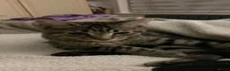 Mixed Breed cats for sale: Tabby Beautiful pattern  - Advert 3