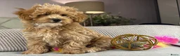 Maltipoo dogs for sale: OAKWELL RETRIEVERS ON INSTAGRAM  - Advert 8