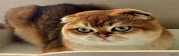 Scottish Fold cats for sale: 🐾 Stunning Golden ScottishFold&Straight Kittens🐾 in Southampton - Advert 3