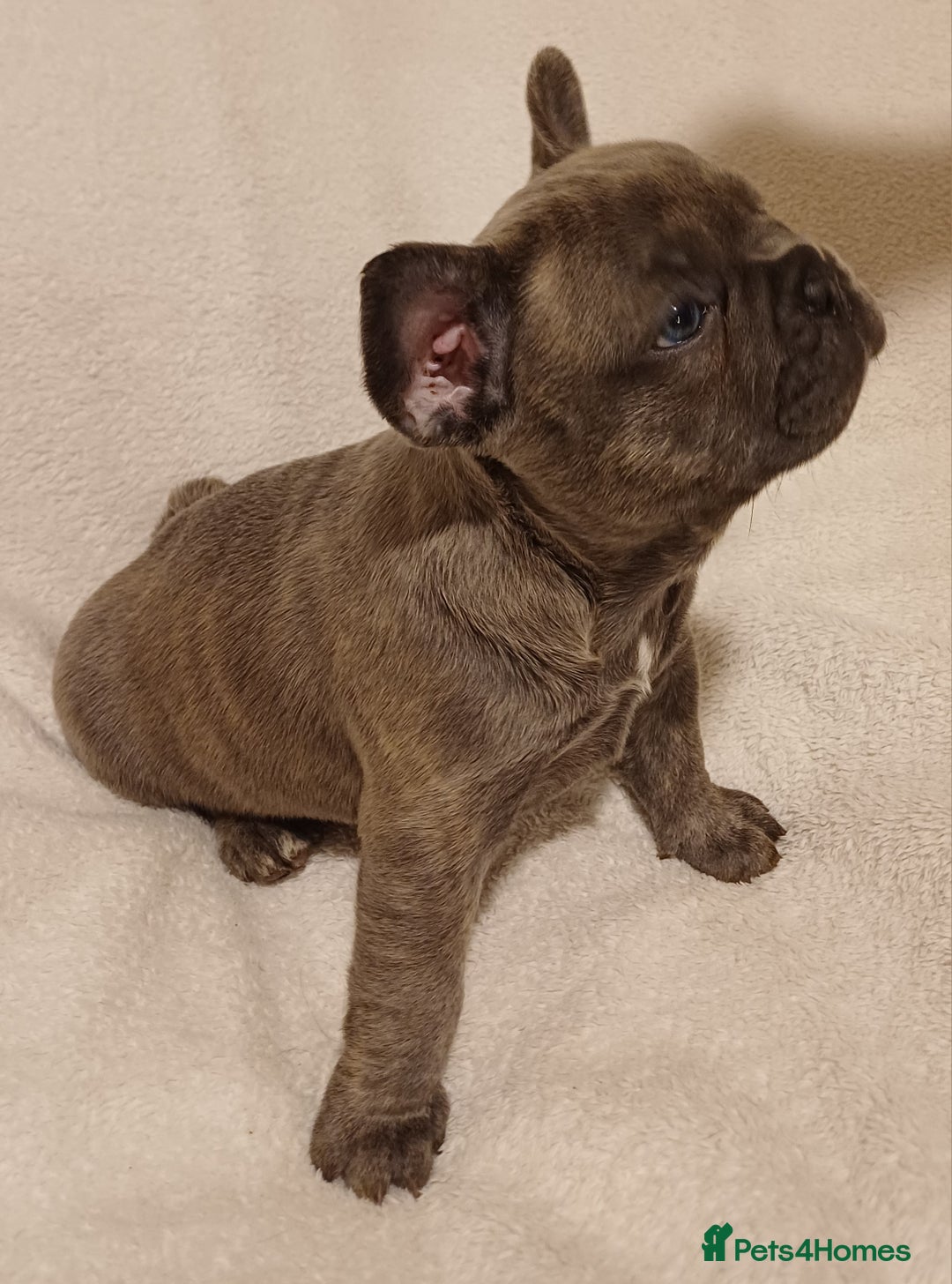 French Bulldog dogs for sale: Beautiful litter of amazing babies  - Advert 12