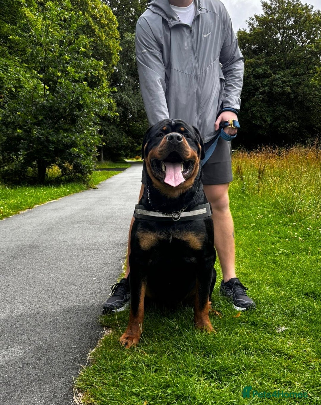 Rottweiler dogs for stud: Huxley  - Advert 2