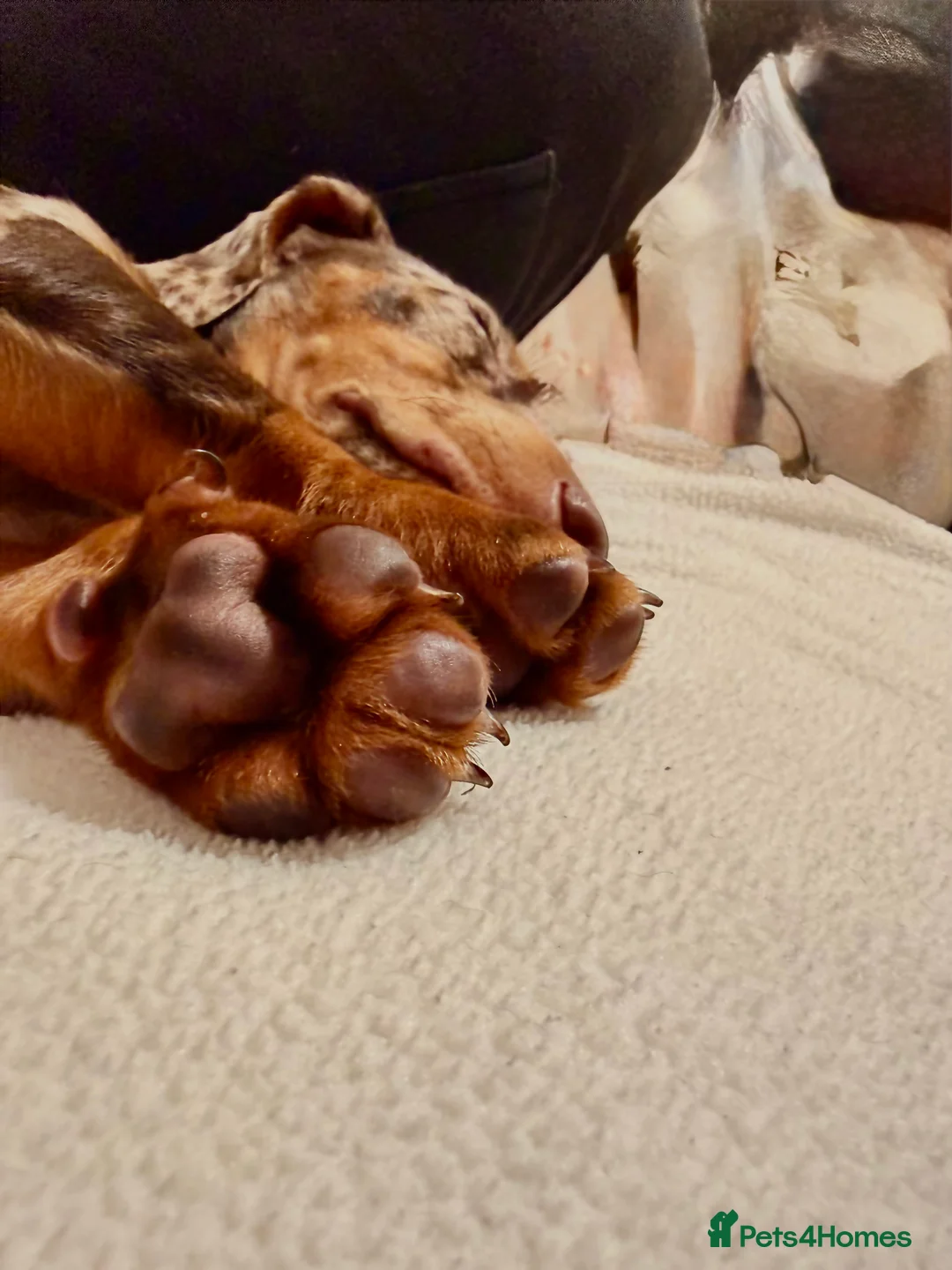 Miniature Dachshund dogs for sale: Chocolate dappled miniature dachshund boy in Burton-on-Trent - Advert 3