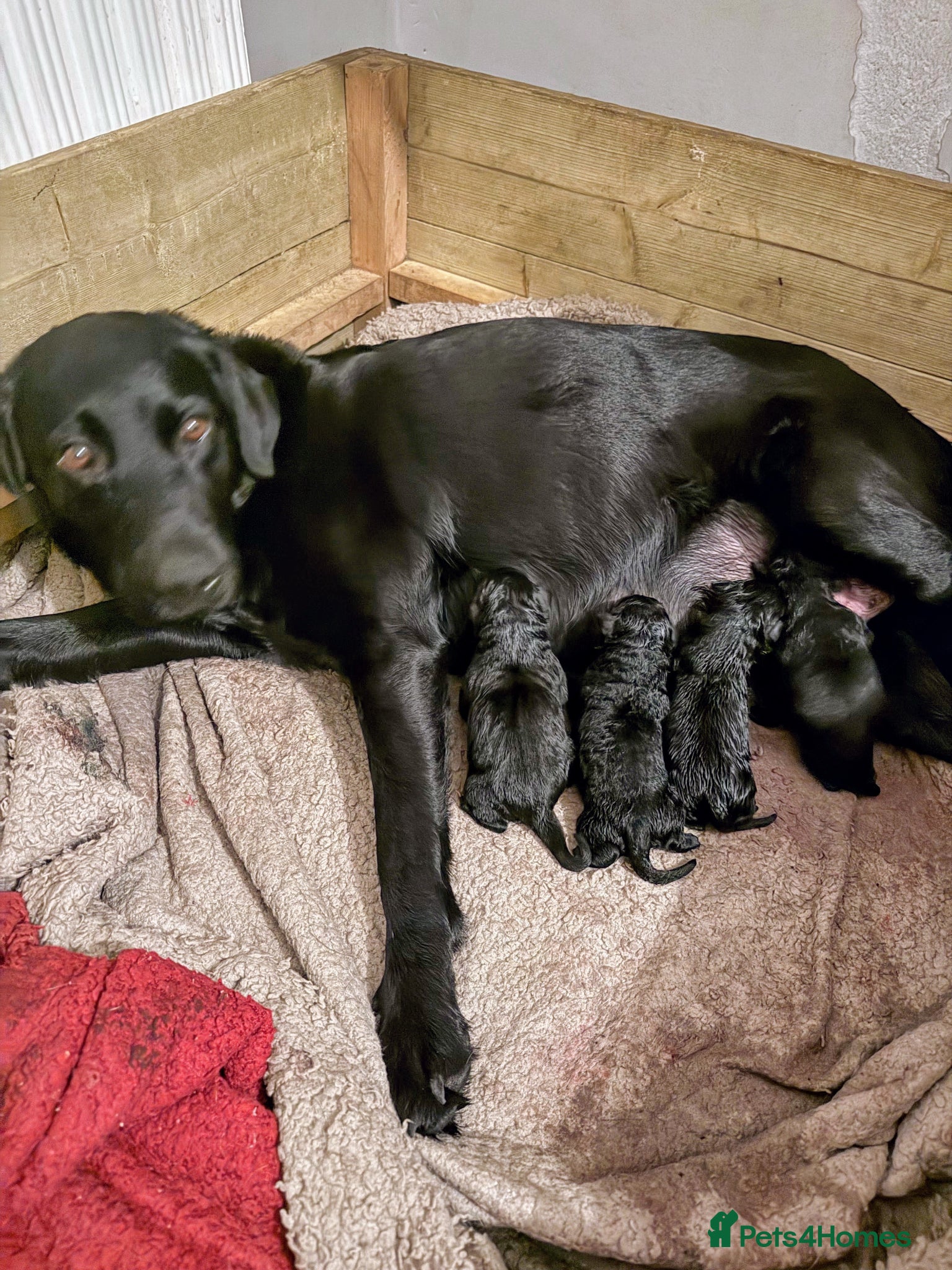Labrador Retriever dogs Beautiful Black Labrador pups — 3 boys, 5 girls - Advert 1