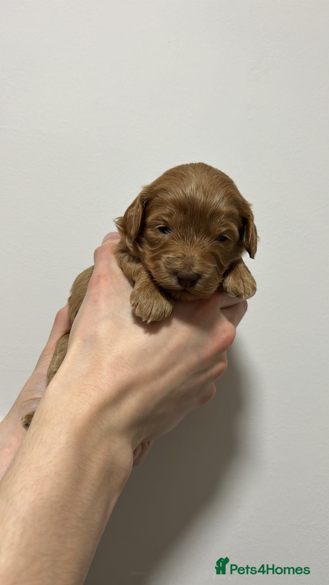 Cockapoo dogs for sale: Gorgeous toy cockapoo puppies  - Advert 14