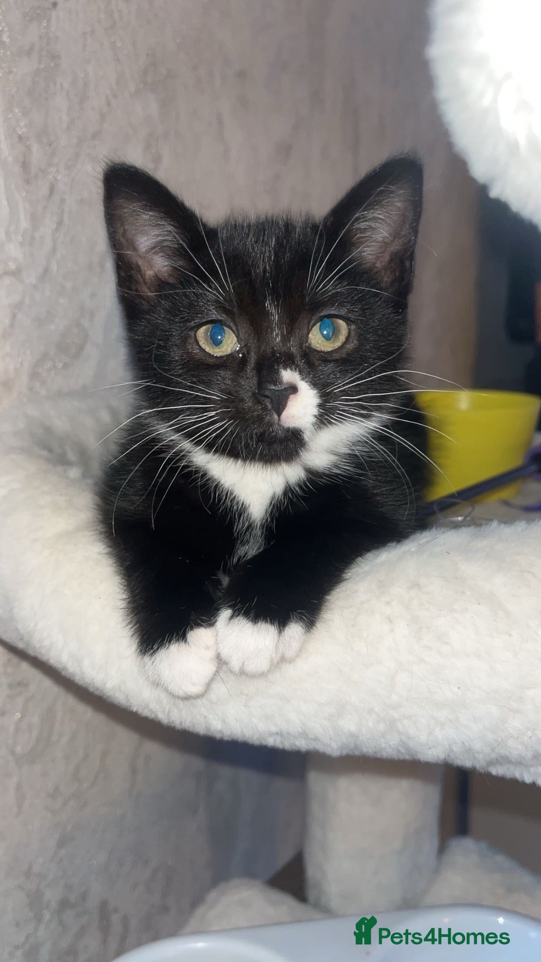 Mixed Breed cats Female kitten ready to leave  - Advert 5