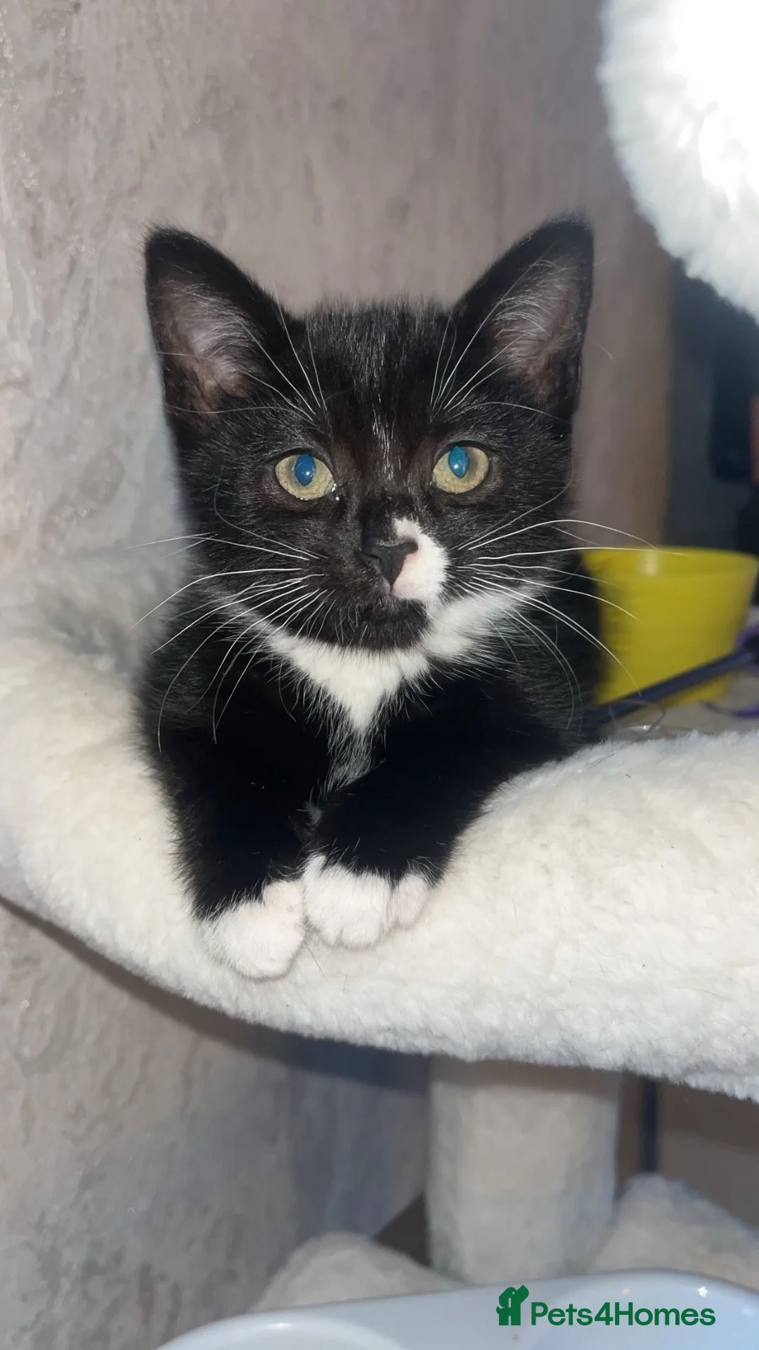 Mixed Breed cats for sale: Female kitten ready to leave  - Advert 1