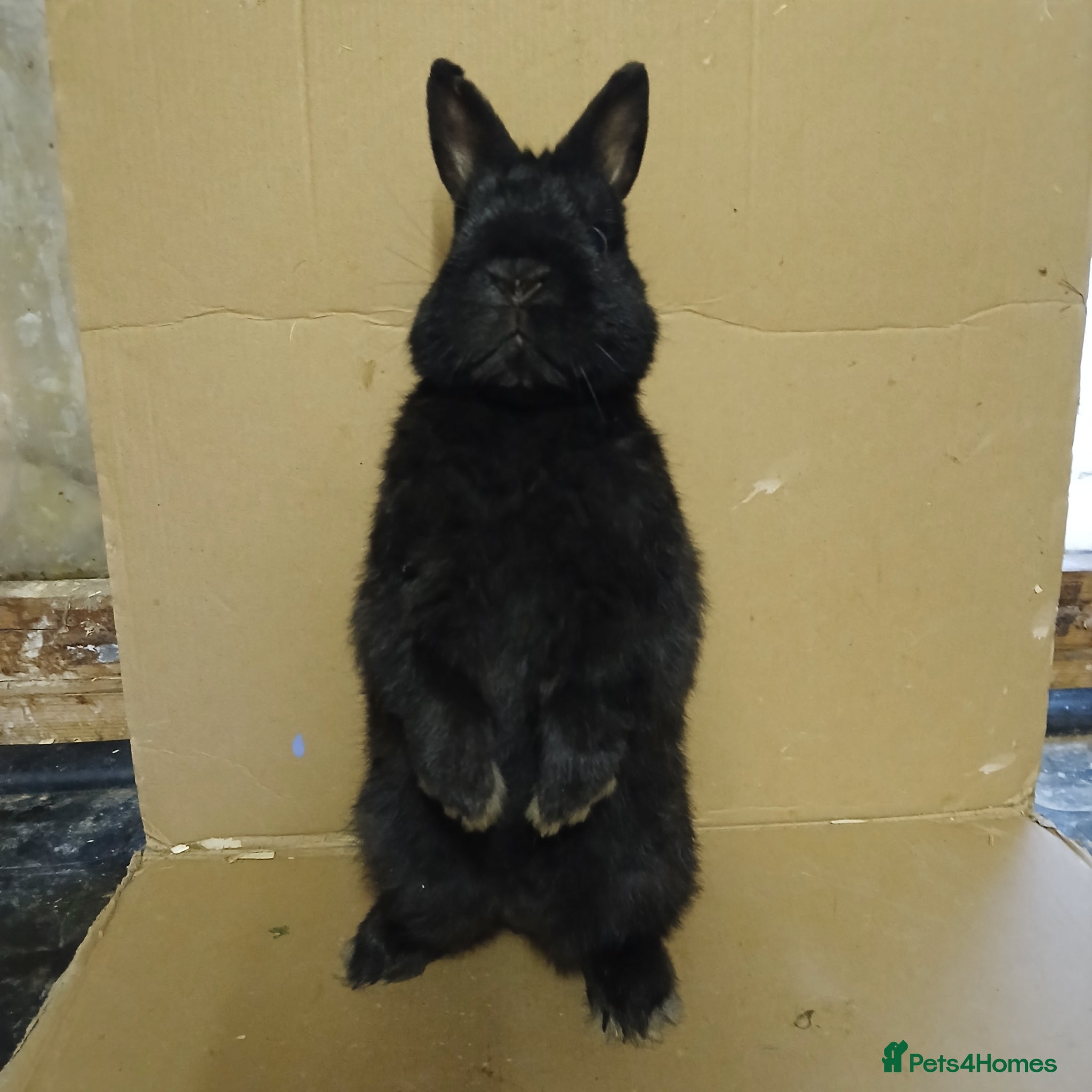 Netherland Dwarf rabbits Young Netherland Dwarf buck - Advert 2