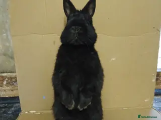 Netherland Dwarf rabbits Young Netherland Dwarf buck - Advert 2