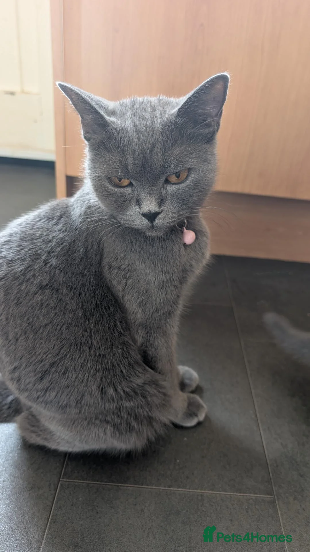 British Shorthair cats for sale: 🐱 Beautiful British Shorthair kittens  in Musselburgh - Advert 2