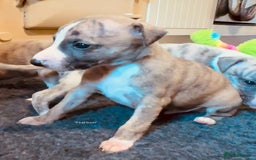Whippet dogs for sale: Beautiful KC Whippet pups 5 boys - Image 5