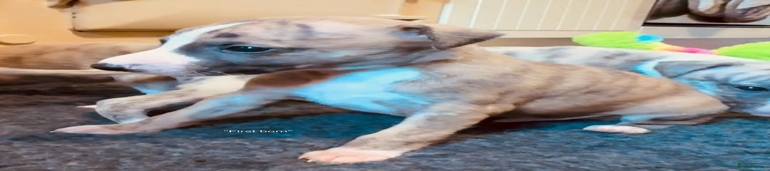 Whippet Puppy 2