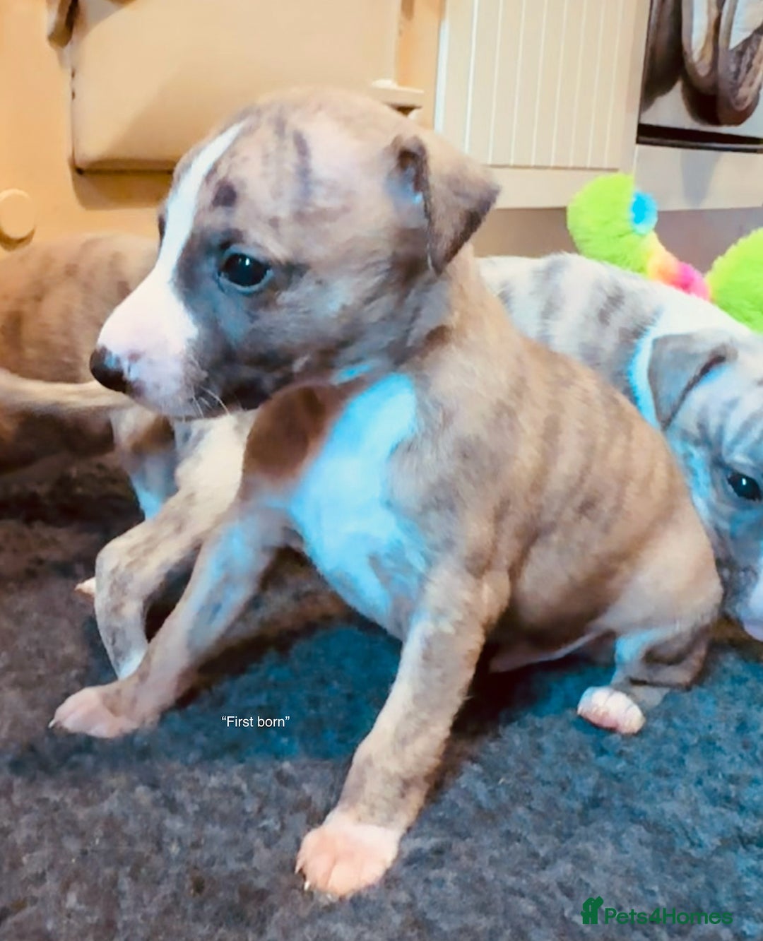 Whippet dogs for sale: Beautiful KC Whippet pups 5 boys - Image 5