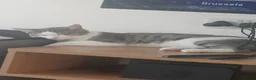 Mixed Breed cats for sale: Mario - Advert 2