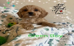 Cavapoo dogs for sale: ✨Ready Now🐾Exceptional Cavapoo Puppies🐾 - Image 12