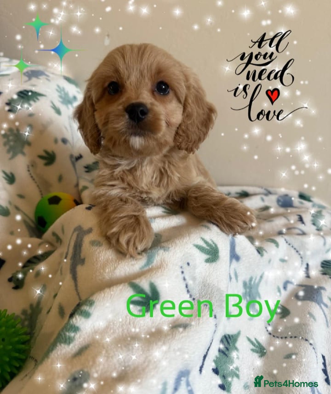 Cavapoo dogs for sale: ✨Ready Now🐾Exceptional Cavapoo Puppies🐾 - Image 12