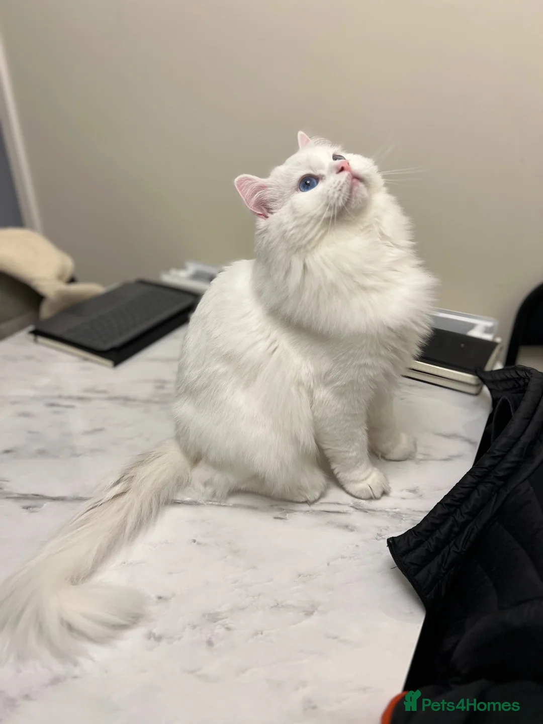 Ragdoll cats for sale: Wonderful Neo looking for a forever home  in Stoke-on-Trent - Advert 2