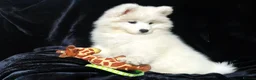 Samoyed dogs for sale: Beautiful Samoyed Puppies from Champion Father - Advert 21
