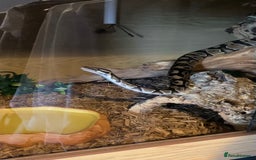 Python Snake reptiles for sale: Ball Python & Vivarium - Advert 7