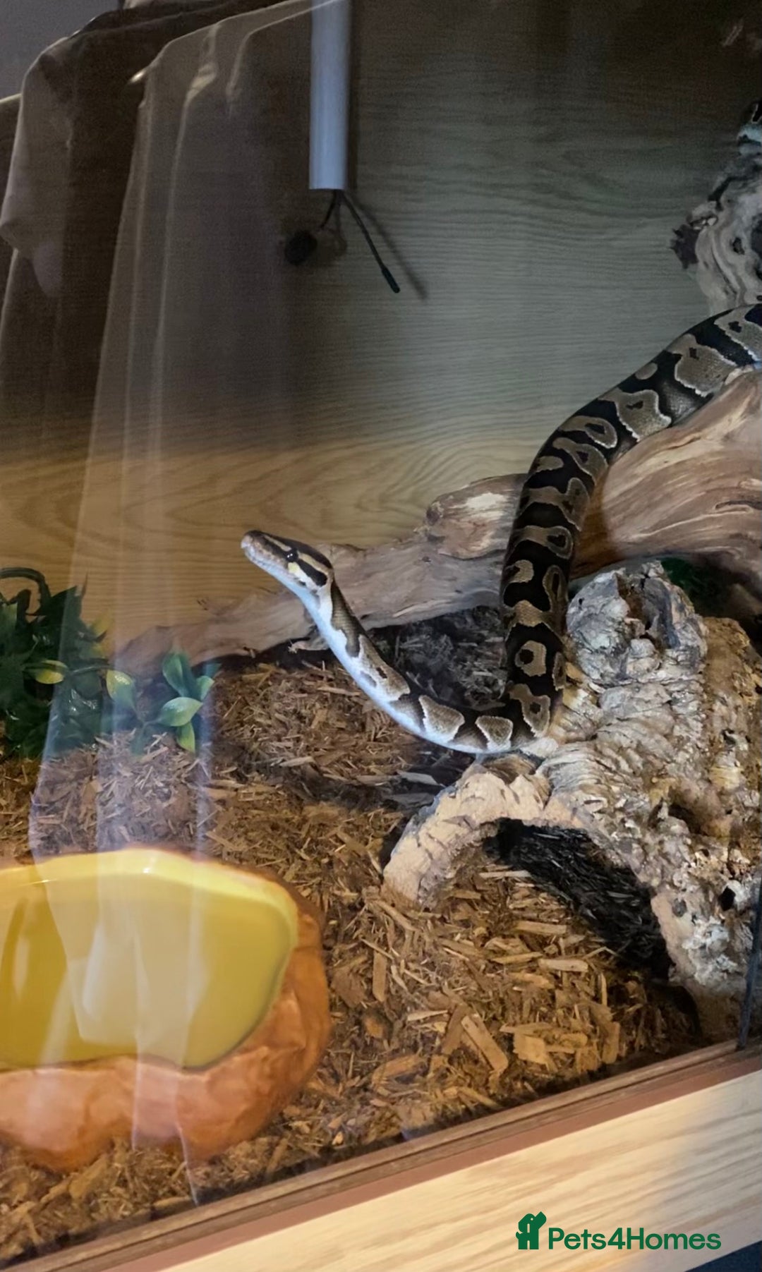 Python Snake reptiles for sale: Ball Python & Vivarium - Advert 7