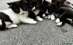 British Shorthair cats for sale: British short hair cross  - Image 16