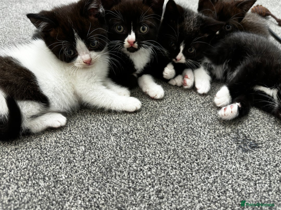 British Shorthair cats for sale: British short hair cross  - Image 16