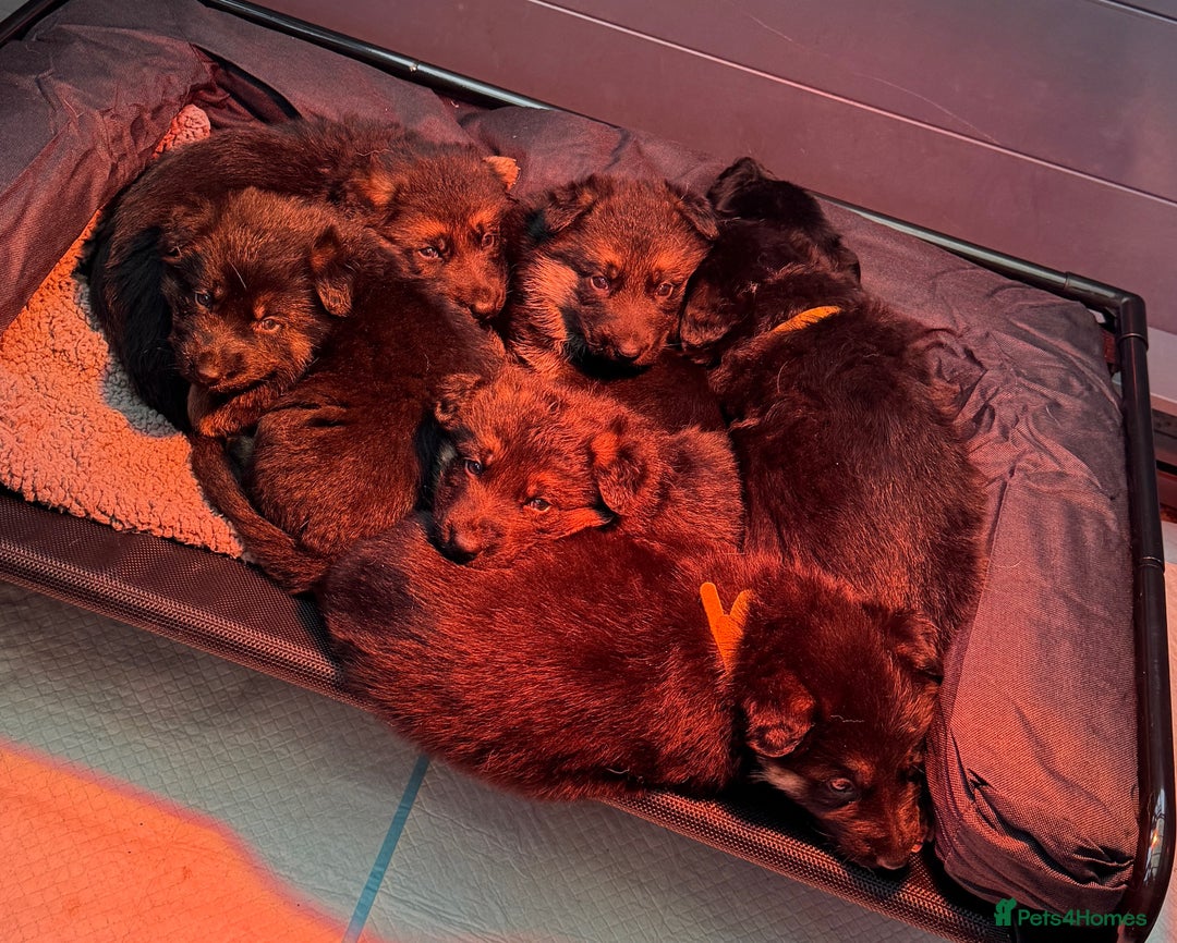 German Shepherd dogs for sale: Black & Tan GSD Puppies - Advert 4