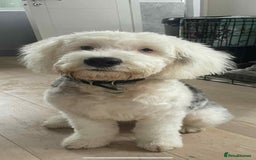 Sheepadoodle dogs for sale: unique sheepadoodles due - Image 23