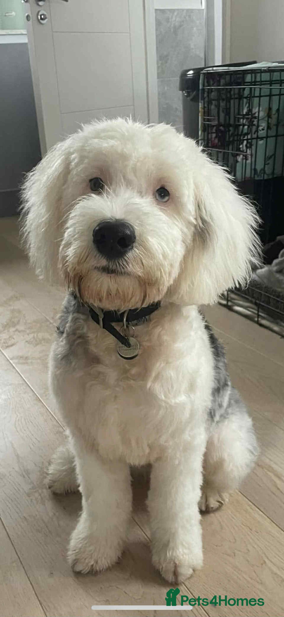 Sheepadoodle dogs for sale: unique sheepadoodles due - Image 23
