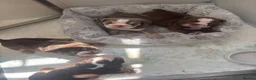 English Bulldog dogs for sale: Bulldogs - Advert 14