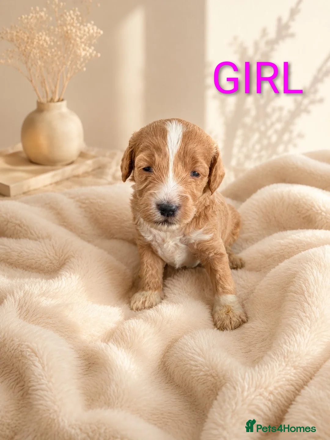 Cockapoo dogs for sale: Stunning F1b Toy Cockapoo’s - Advert 2