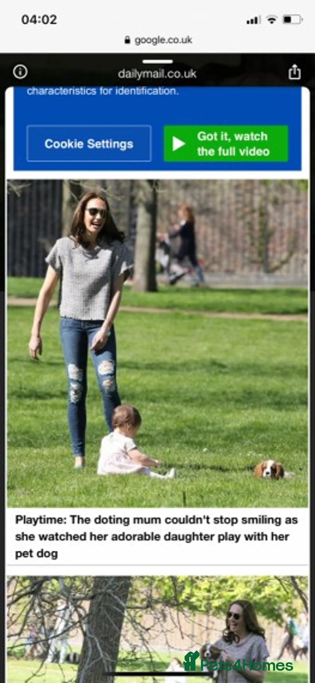 Cavalier King Charles Spaniel dogs for stud: Extensively Health Tested Cavalier King Charles Sp in Mansfield - Advert 37