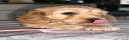 Mixed Breed dogs for sale: 6 adorable puppies  - Advert 9