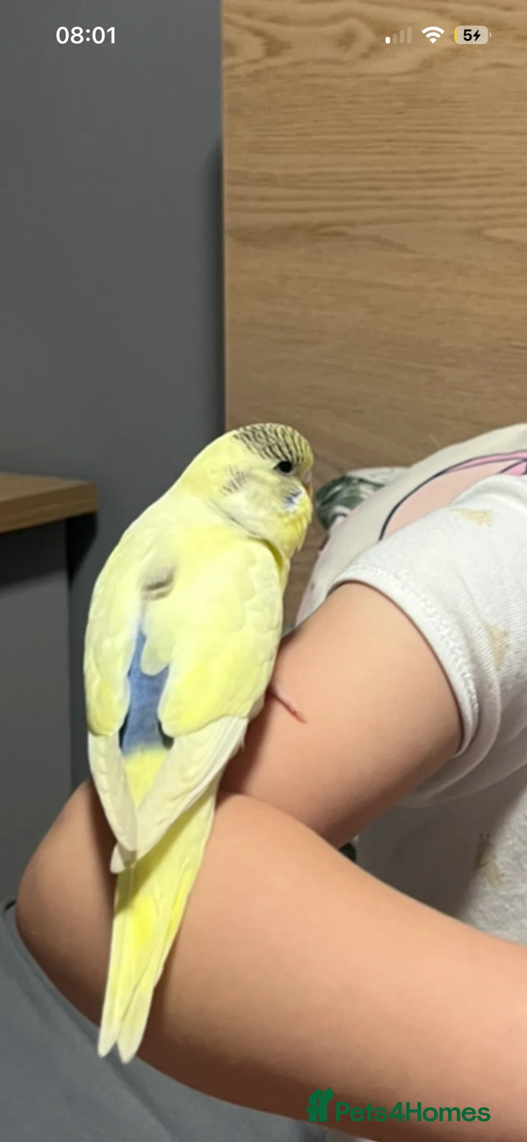 Budgerigars birds for sale: Budgie for sale  in Glasgow - Advert 2