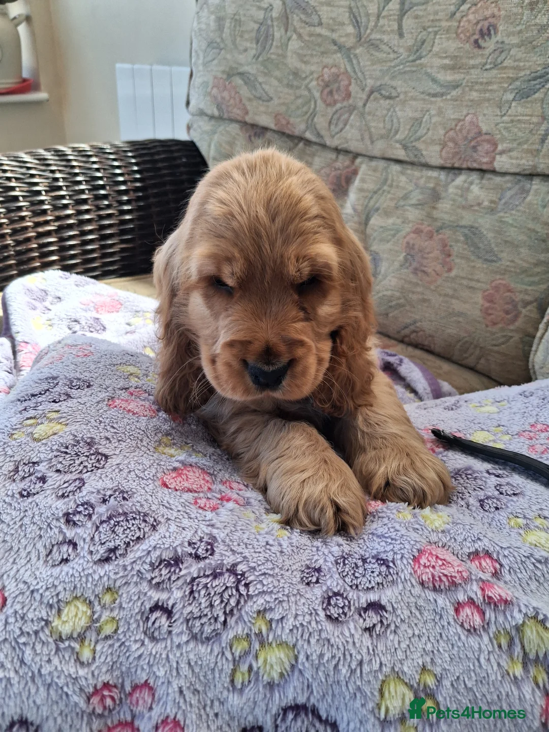 Cocker Spaniel dogs for sale: Stunning golden show type cocker spaniels - Advert 1