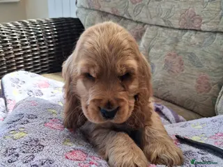 Cocker Spaniel dogs Stunning golden show type cocker spaniels - Advert 2