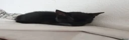 Mixed Breed cats for sale: Gorgeous black&white male kitten - Advert 6