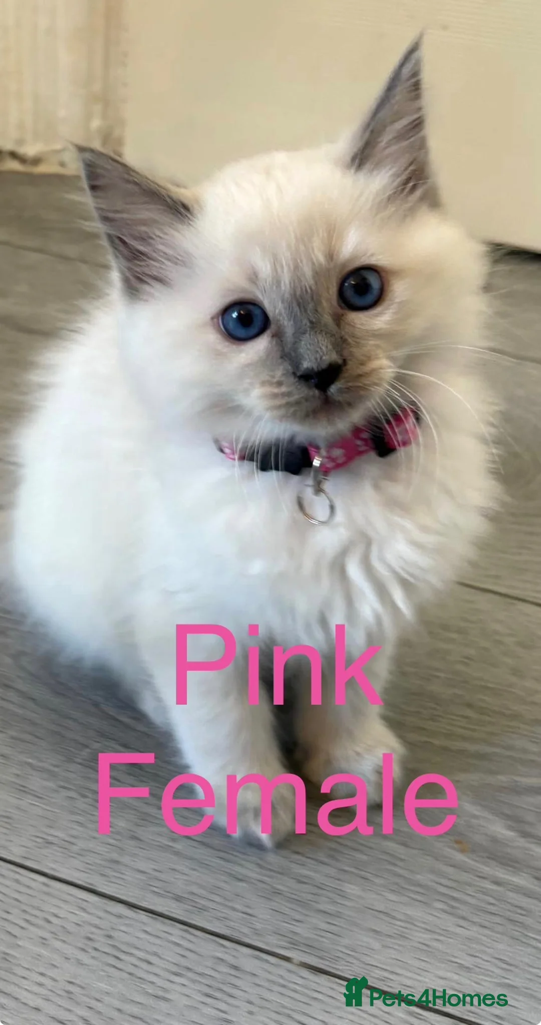 Ragdoll cats for sale: 💙6 Beautiful Pure Ragdoll Kittens💙 - Advert 1