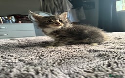Maine Coon cats for sale: Maine Coon kittens Available!!!! - Image 11